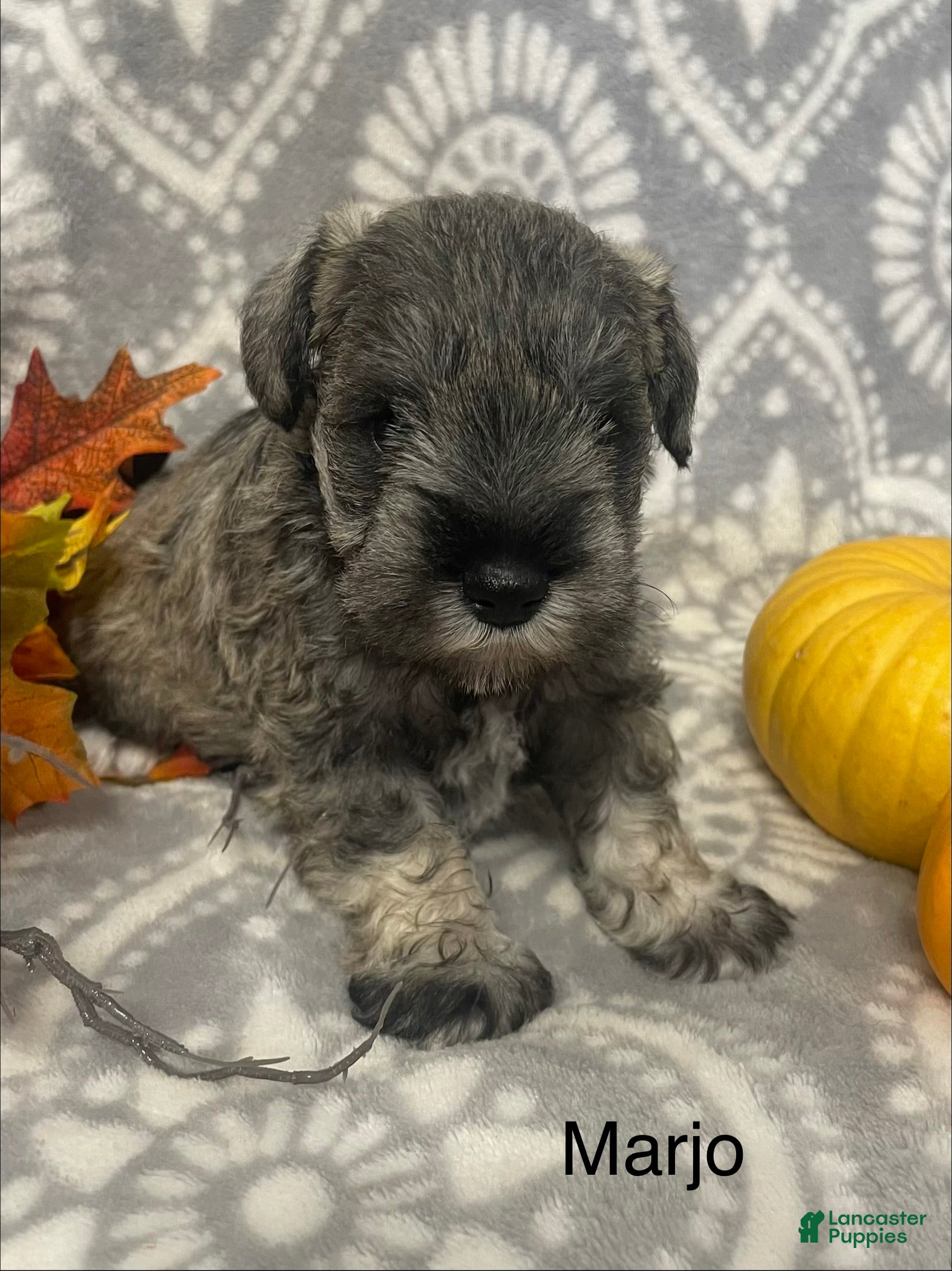 Miniature Schnauzer dogs Miniature Schnauzer 1 - Ad 2