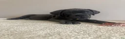 Cane Corso dogs for sale: Diamond  - Ad 9