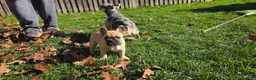 French Bulldog dogs for sale: Milo  - Ad 3