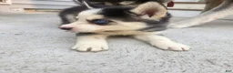 Siberian Husky dogs for sale: Siberian Husky 3 - Ad 4