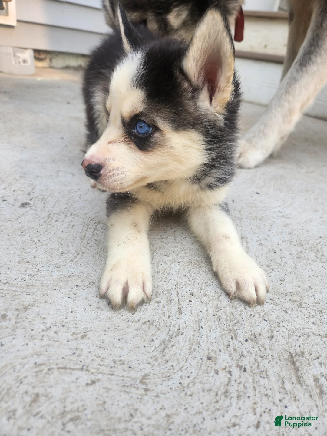 Siberian Husky dogs for sale: Siberian Husky 3 - Ad 4