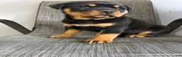 Rottweiler dogs for sale: Lou - Ad 9