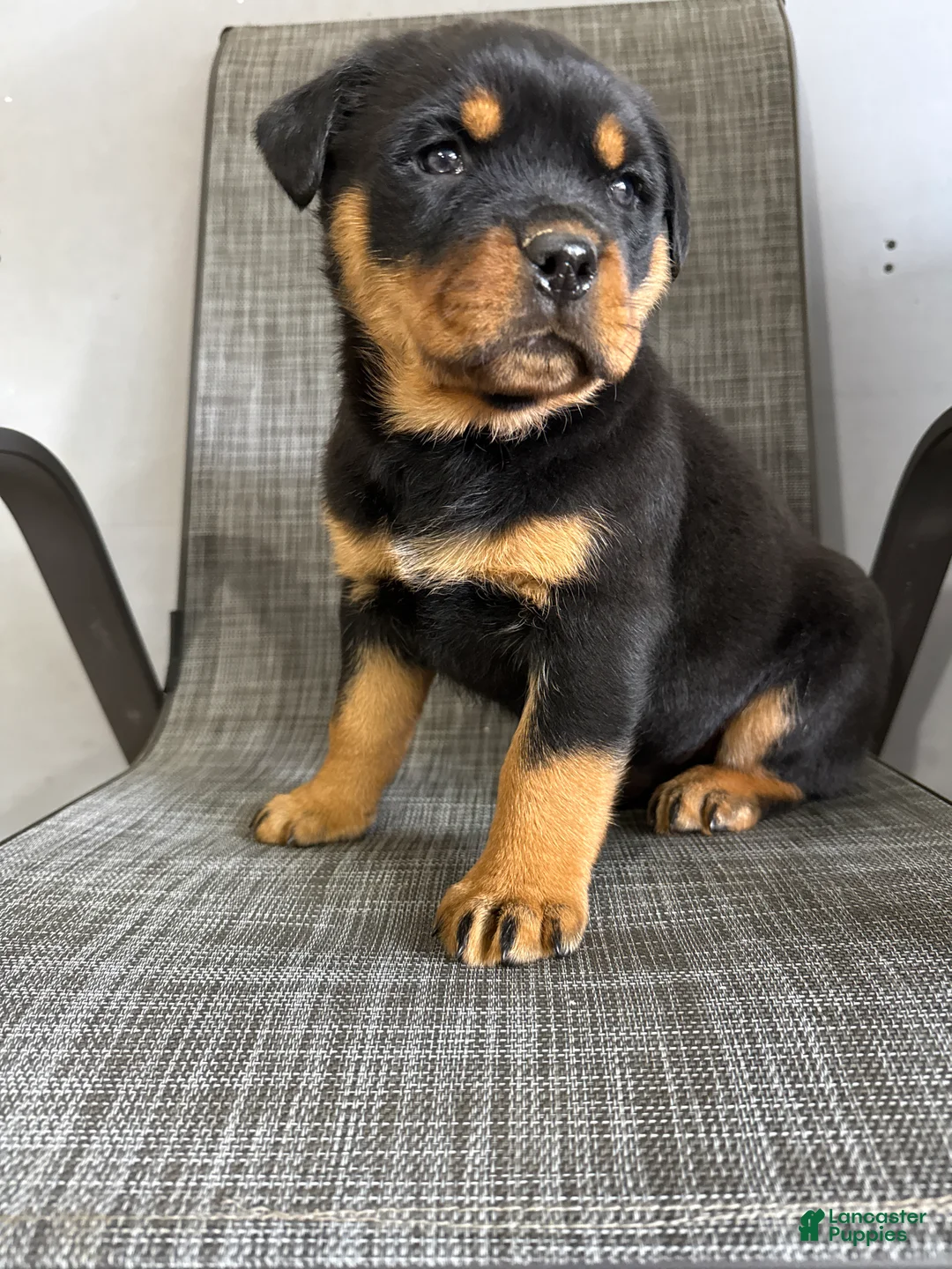 Rottweiler dogs for sale: Lou - Ad 9