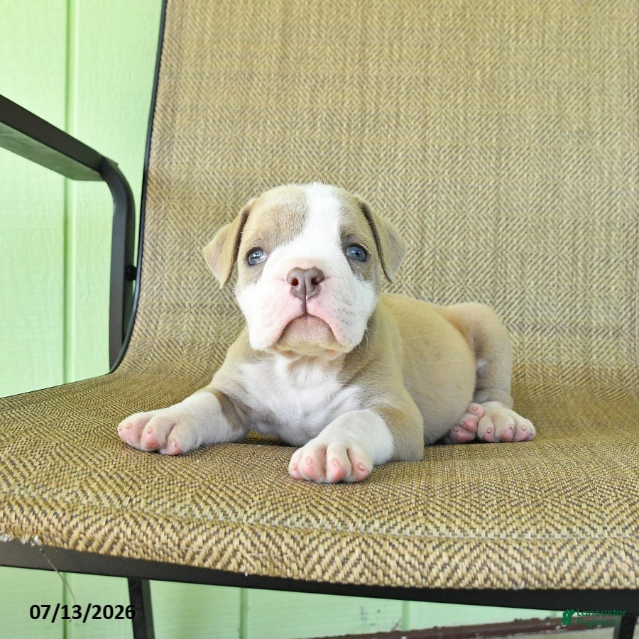 Olde English Bulldogge dogs Sugar - Ad 2