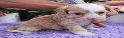 Cavapoo dogs for sale: #1 Female of Kate - Ad 3