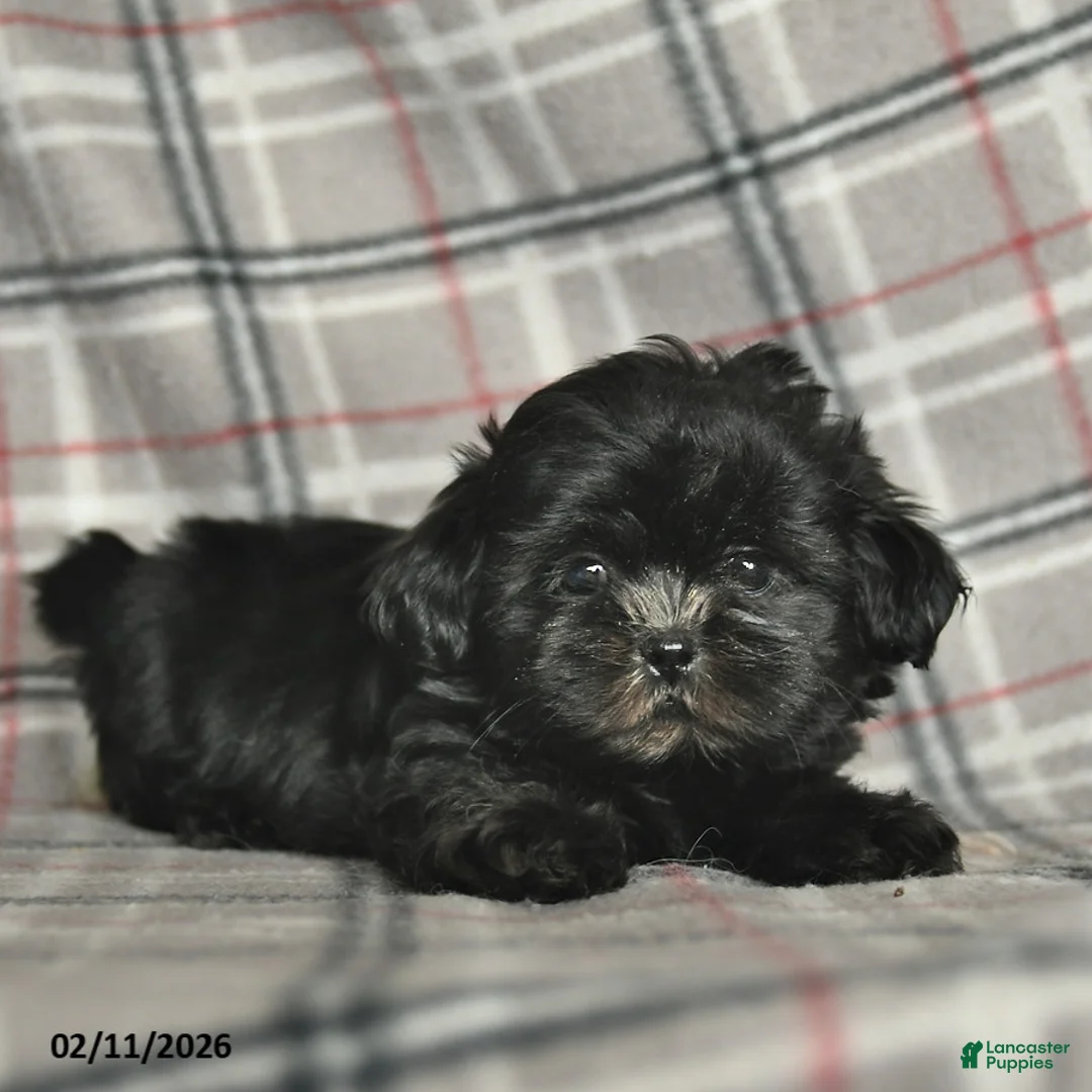Shih Tzu dogs for sale: Winter  - Ad 3
