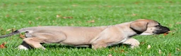 English Mastiff dogs for sale: Luna - Ad 6