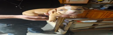 American Pit Bull Terrier 10