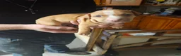 American Pit Bull Terrier dogs for sale: American Pit Bull Terrier 10 - Ad 1