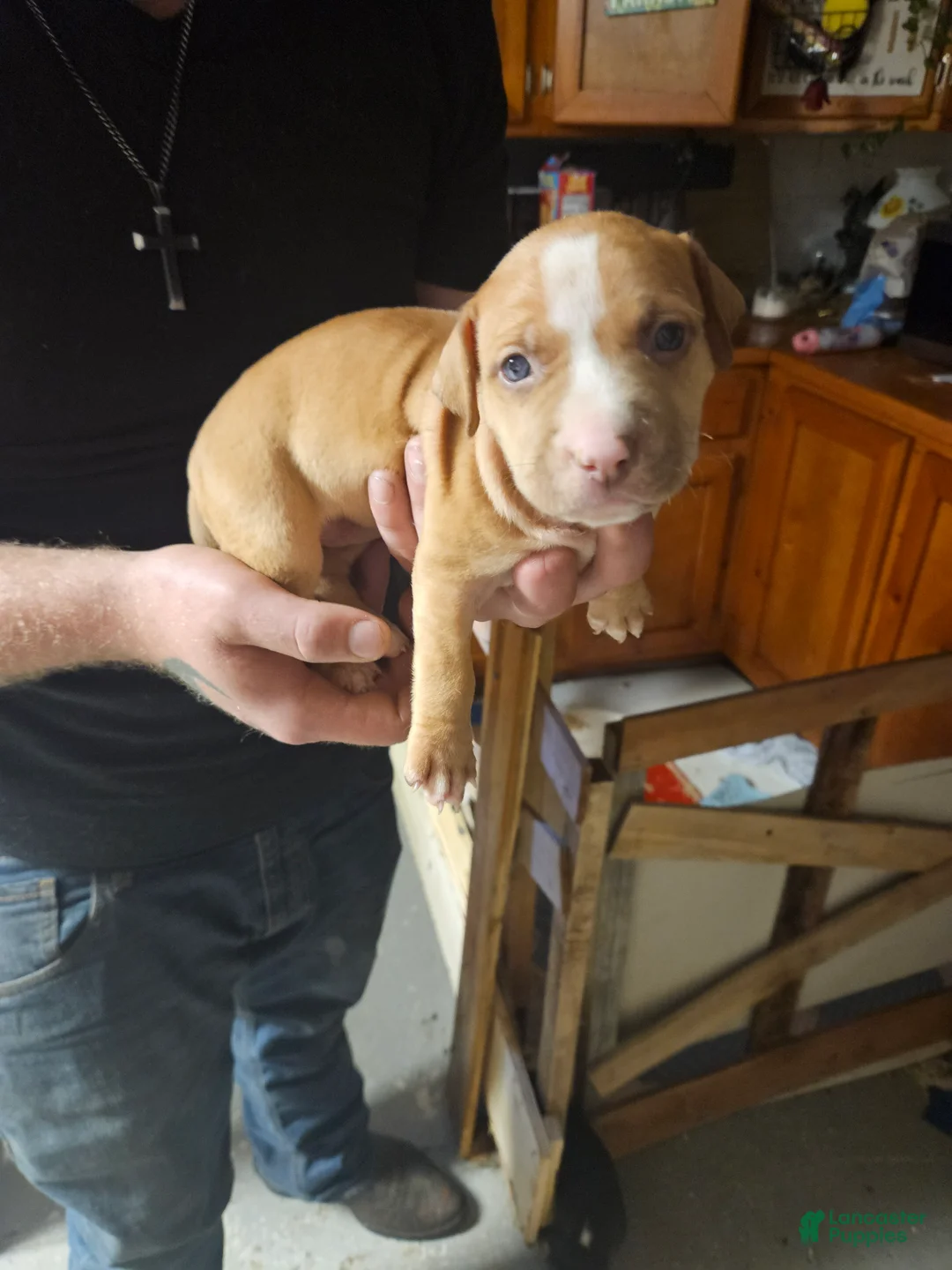 American Pit Bull Terrier dogs for sale: American Pit Bull Terrier 10 - Ad 1