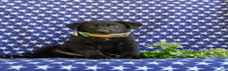 German Shepherd dogs for sale: Maverick - Ad 4