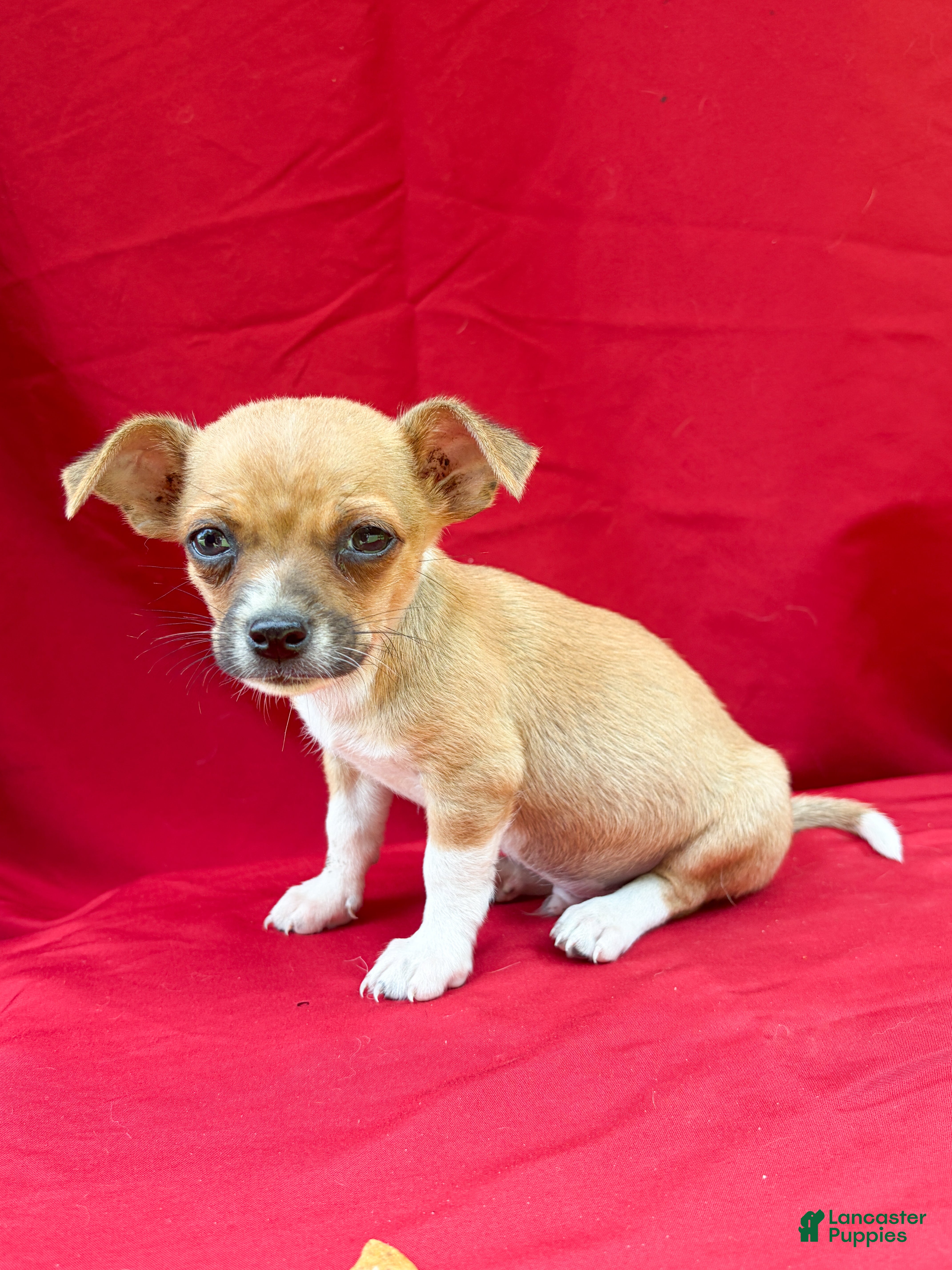 Chihuahua dogs Chihuahua 2 - Ad 23