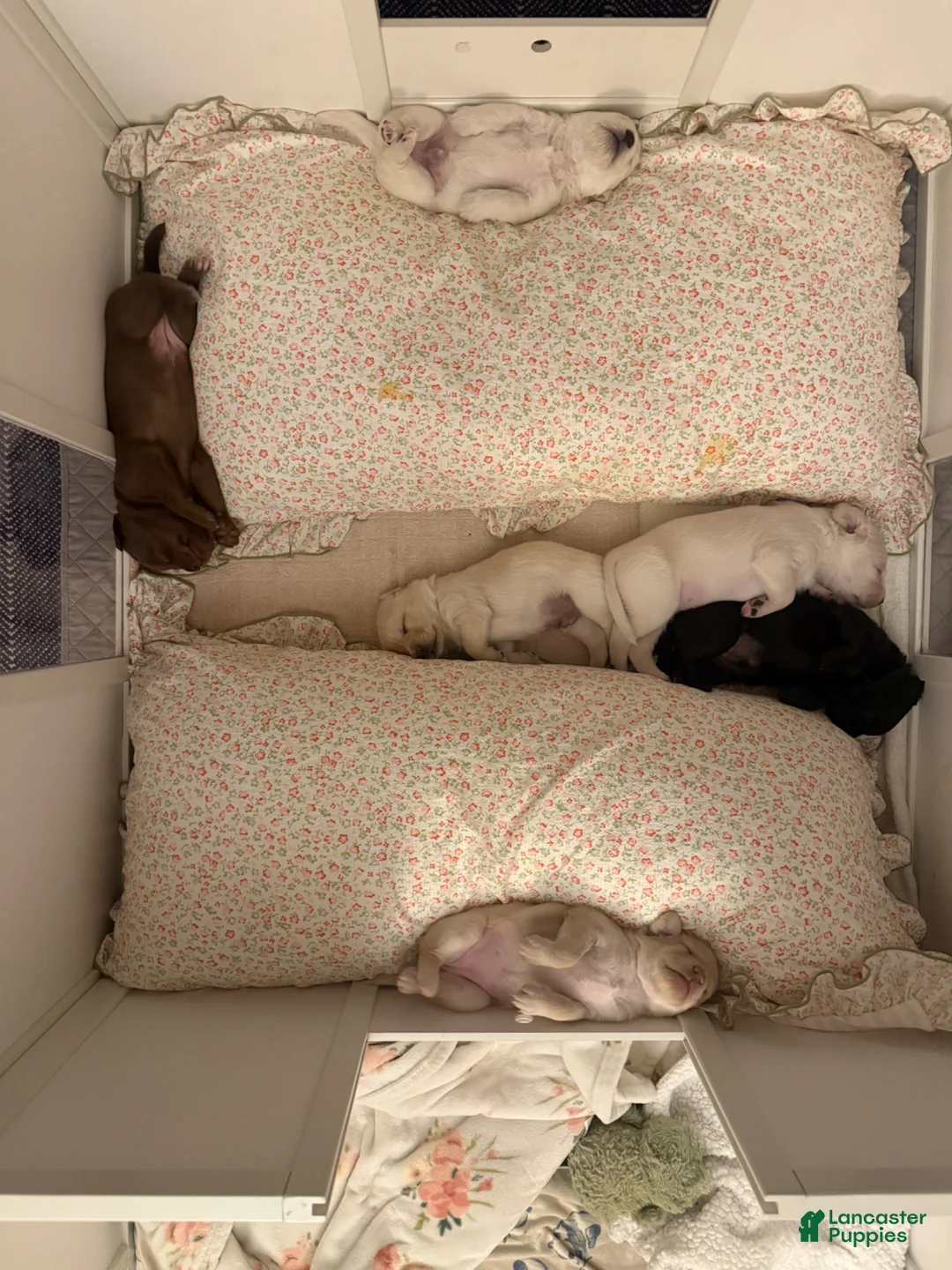 Labradoodle dogs for sale: Edith - Ad 2