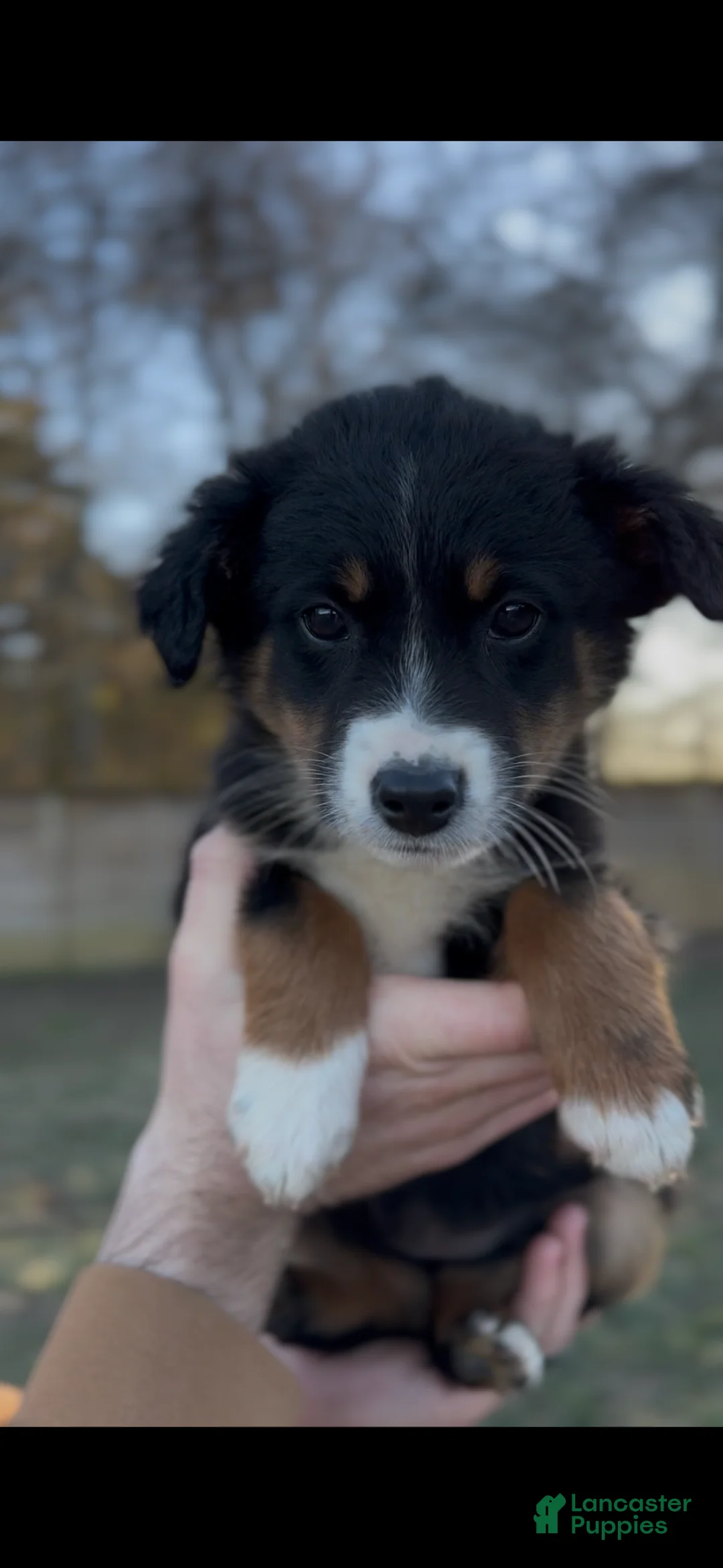 Miniature Australian Shepherd dogs for sale: Raven  - Ad 2