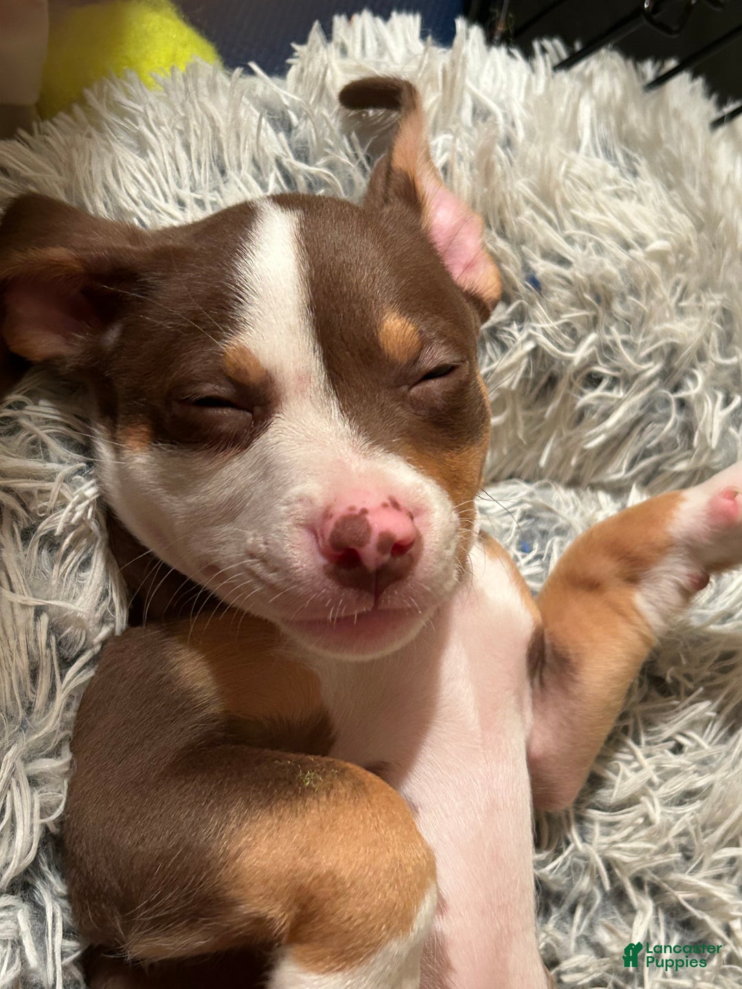 American Pit Bull Terrier dogs for sale: American Pit Bull Terrier Puppy 1 - Ad 11