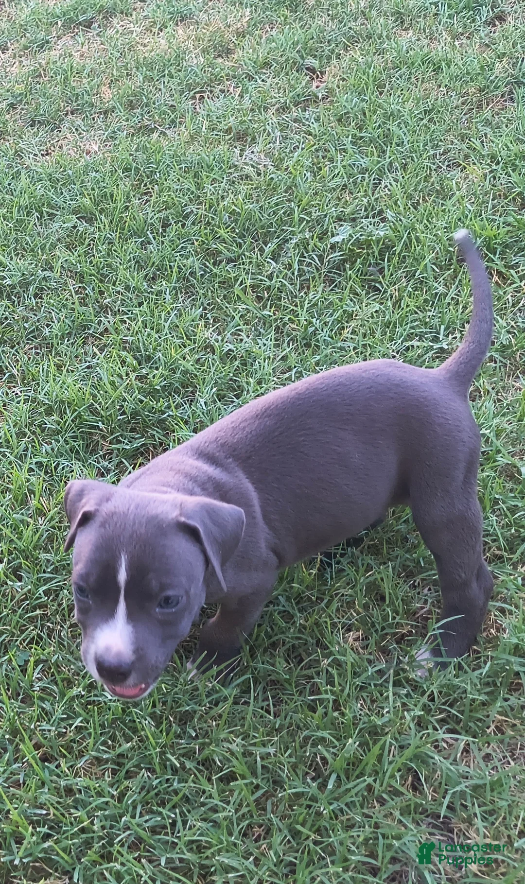 American Pit Bull Terrier dogs for sale: Pudge - Ad 1