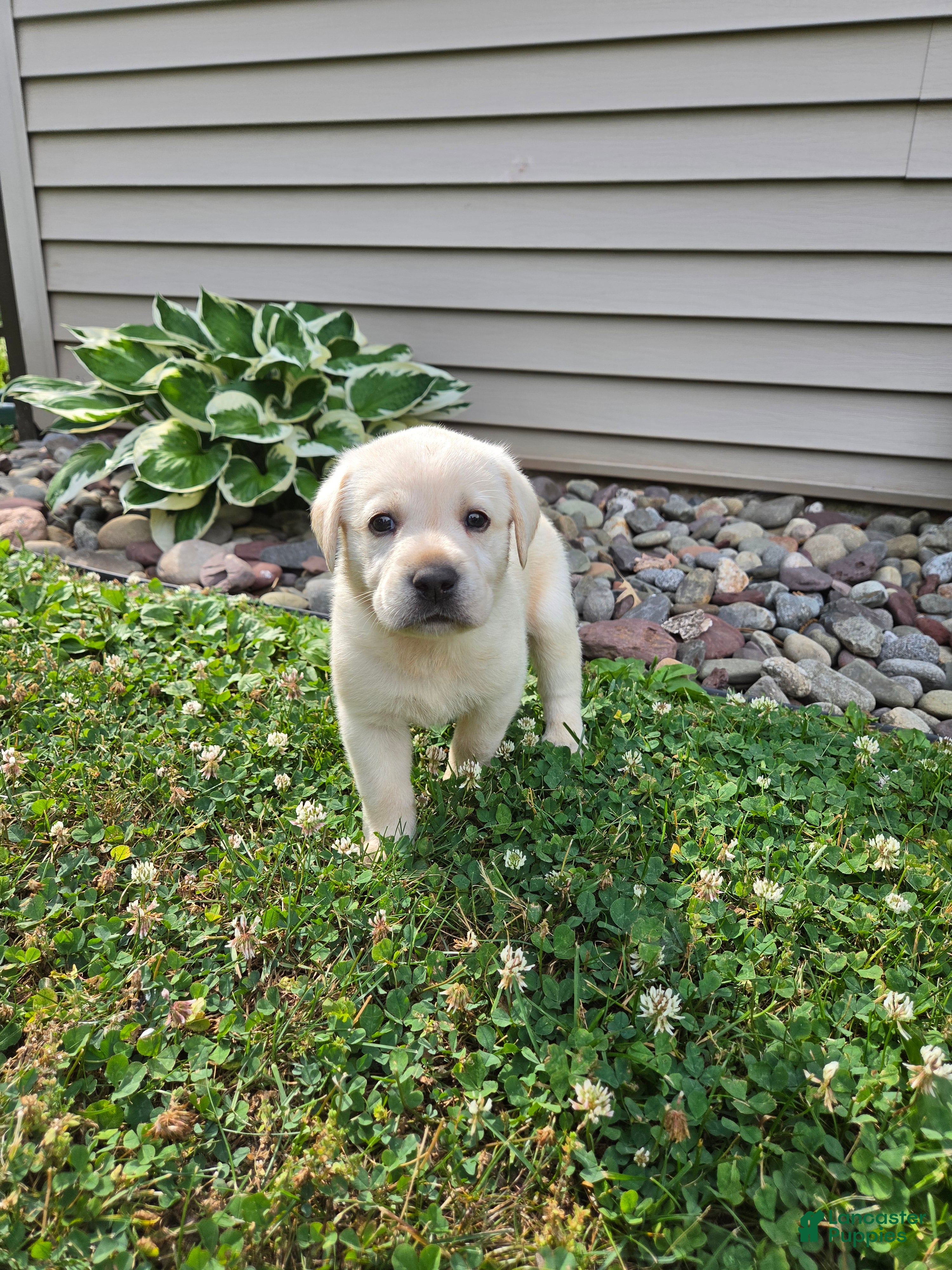 Labrador Retriever dogs Oakley - Ad 1