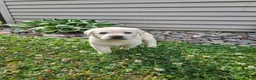 Labrador Retriever dogs for sale: Oakley - Ad 1