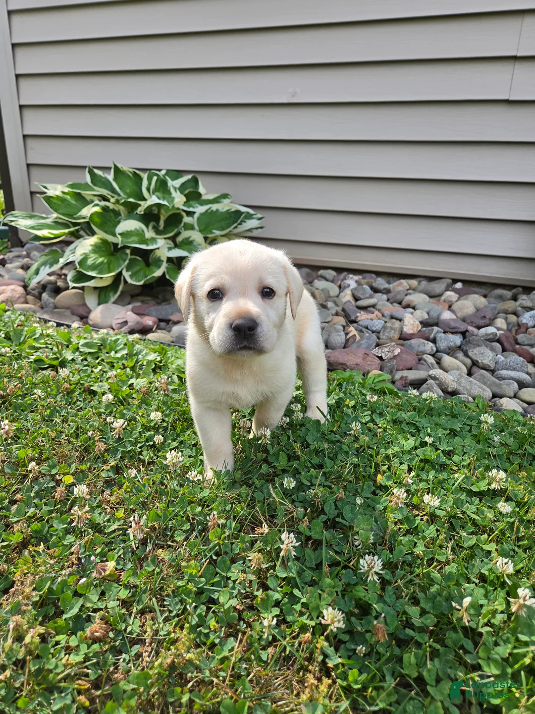 Labrador Retriever dogs for sale: Oakley - Ad 1
