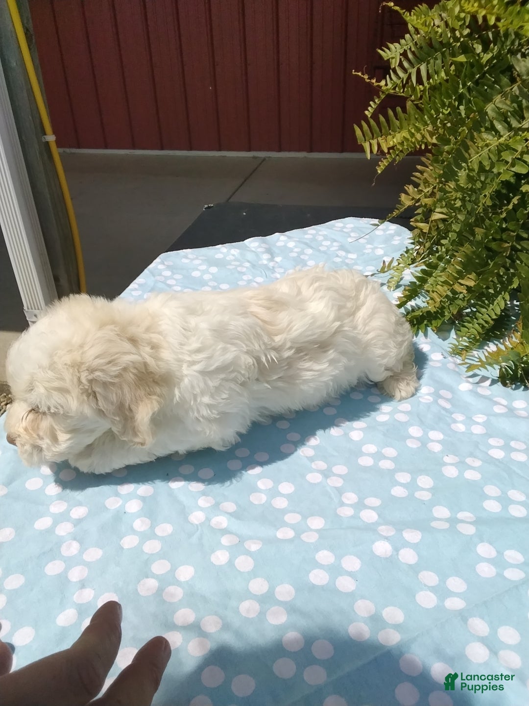 Mixed Breed dogs Henry - Ad 2
