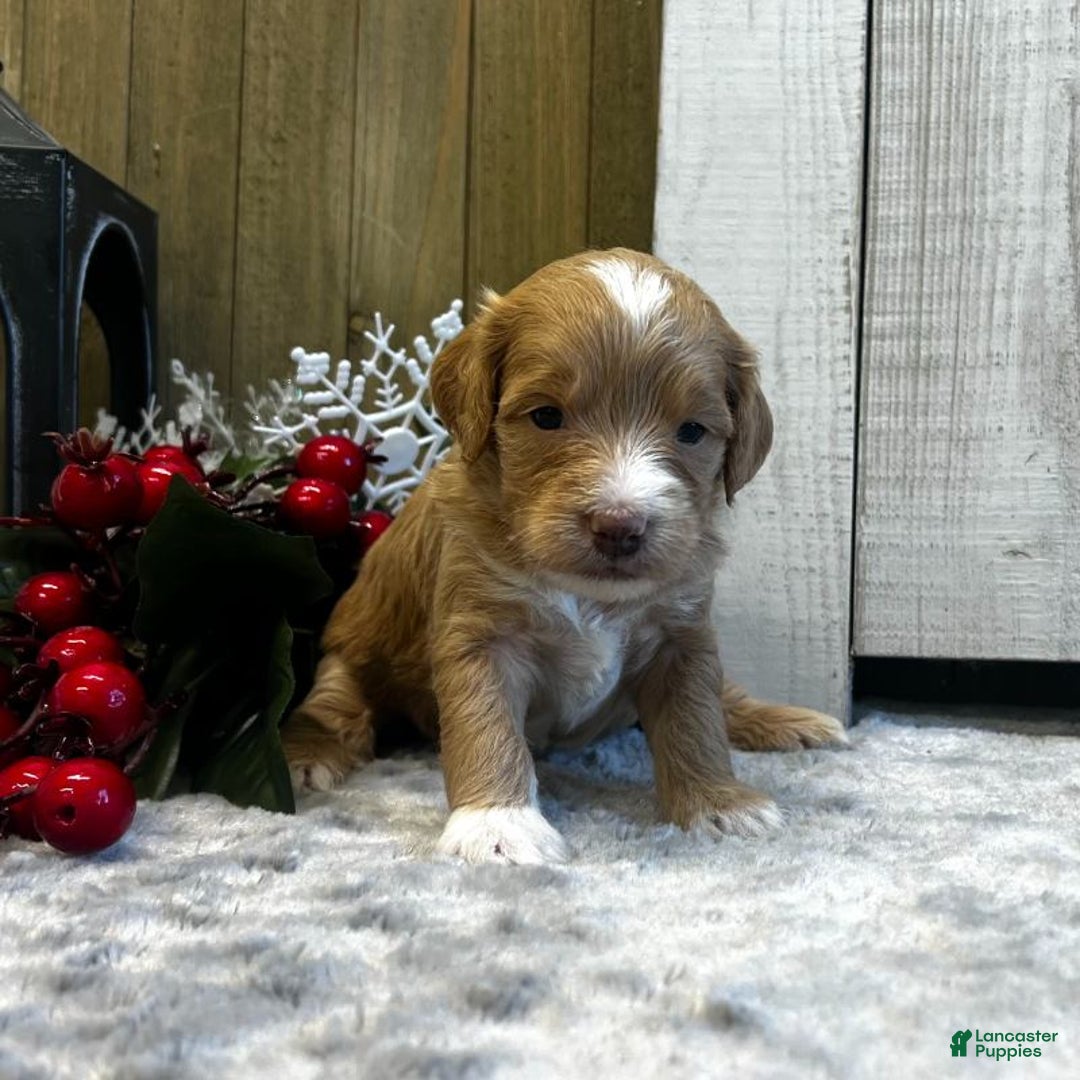 Goldendoodle dogs for sale: Juliett (Miniature Girl) - Ad 4