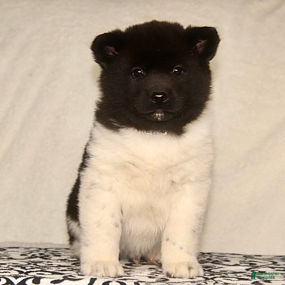 Akita dogs for sale: Aniston - Ad 2