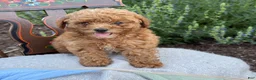 Toy Poodle dogs for sale: Grace - Ad 12
