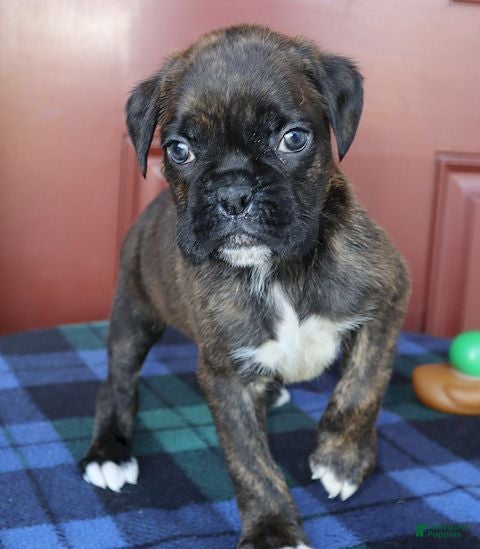 Boxer dogs Winston - Champ Lines - Ad 1