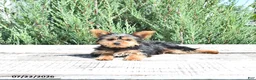 Yorkshire Terrier dogs for sale: Bella   - Ad 2