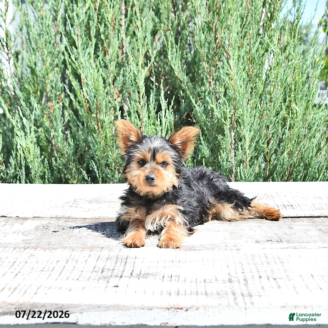 Yorkshire Terrier dogs for sale: Bella   - Ad 2