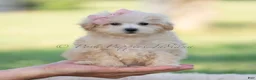 Maltipoo dogs for sale: pippa - Ad 9