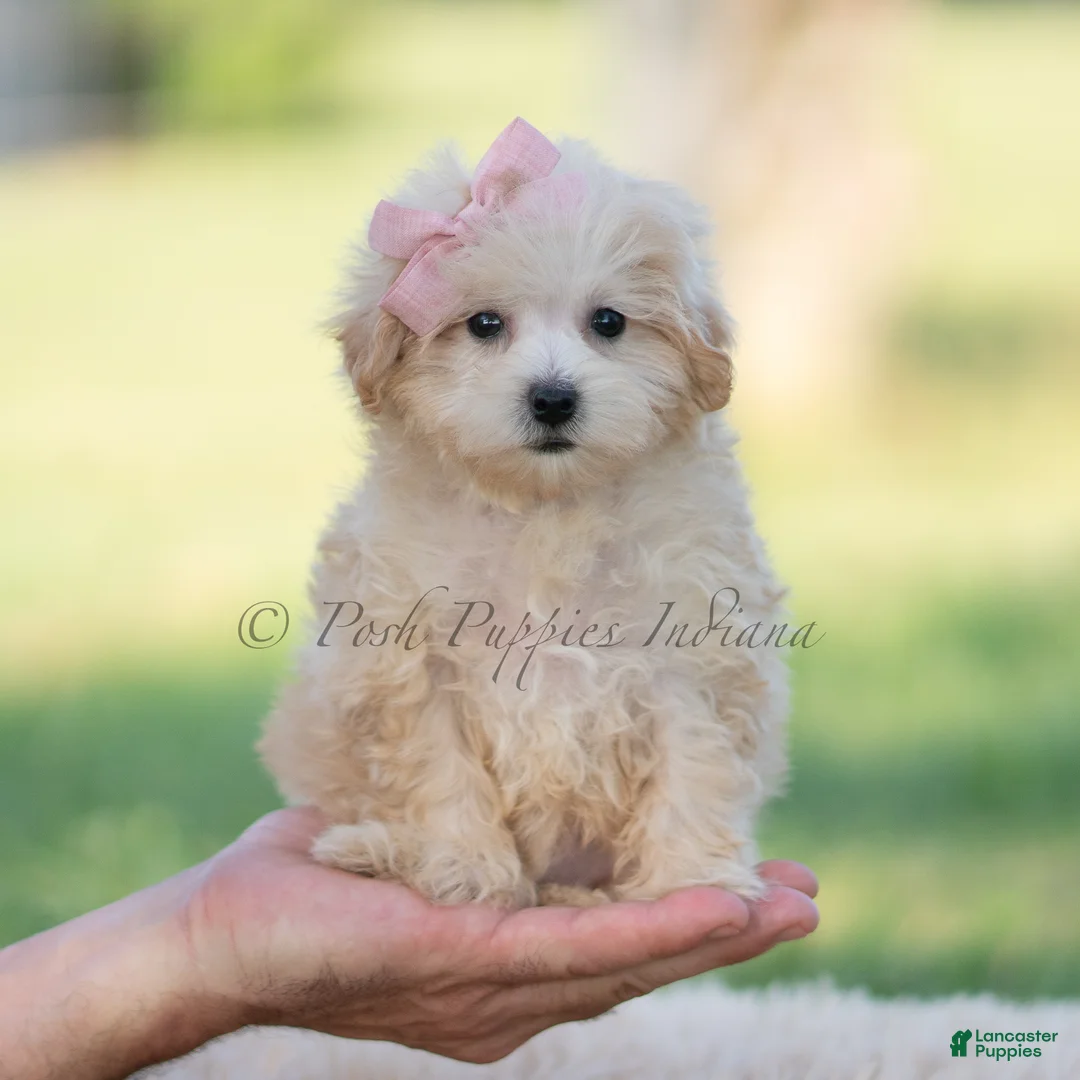 Maltipoo dogs for sale: pippa - Ad 9