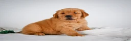 Golden Retriever dogs for sale: Romeo - Ad 8