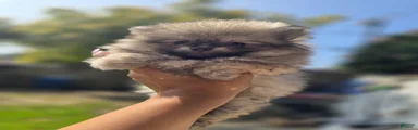 Pomeranian Puppy 2