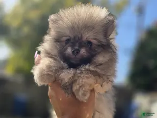 Pomeranian dogs Pomeranian Puppy 2 - Ad 3