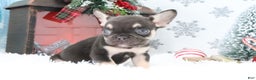 French Bulldog dogs for sale: Rover - Ad 4