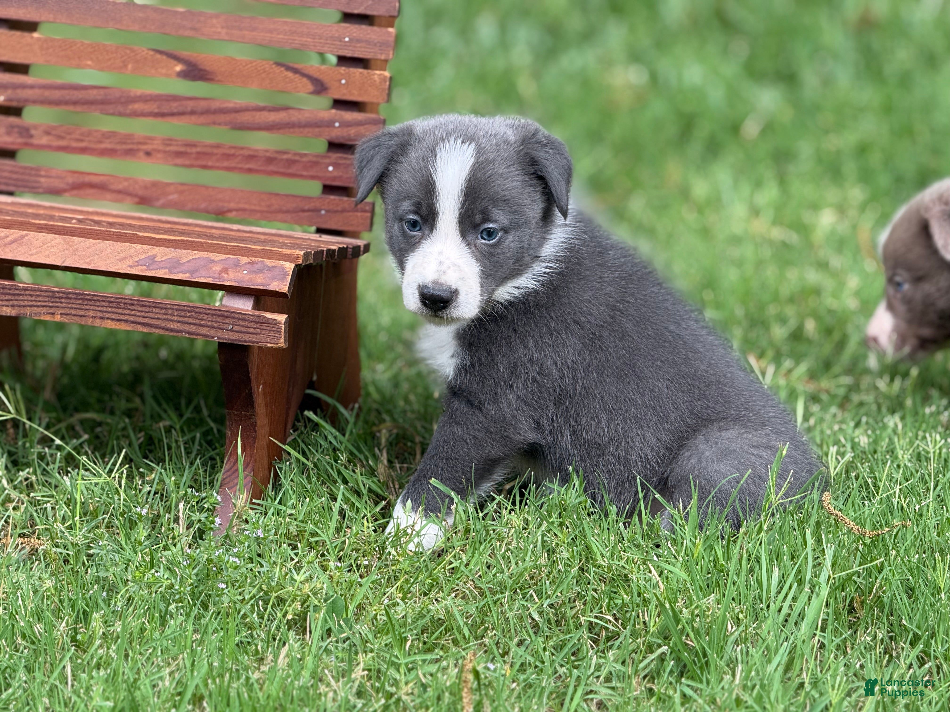 Border Collie dogs Blue short hair - Ad 2