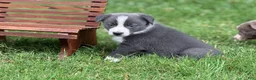 Border Collie dogs for sale: Blue short hair - Ad 2