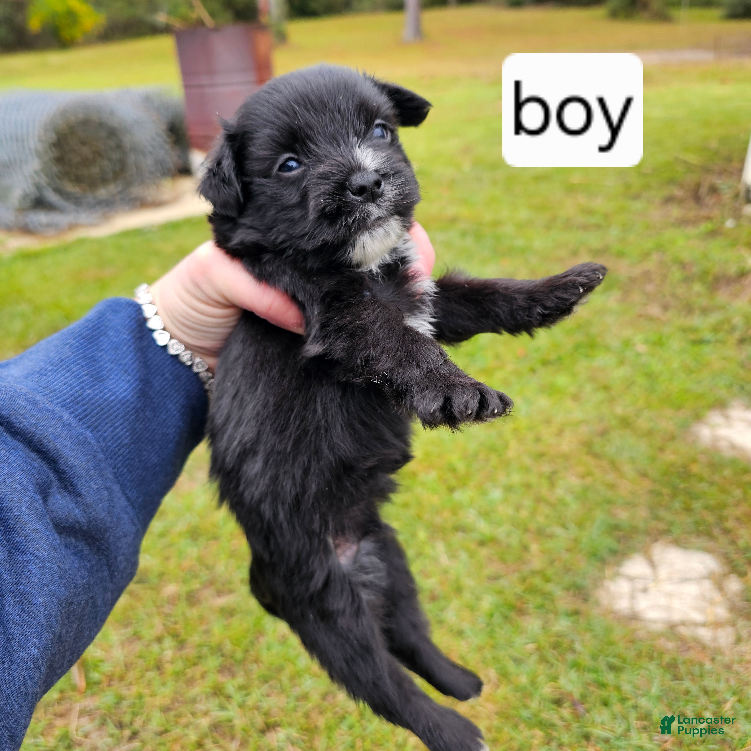 Mixed Breed dogs Puppy 2 - Ad 4