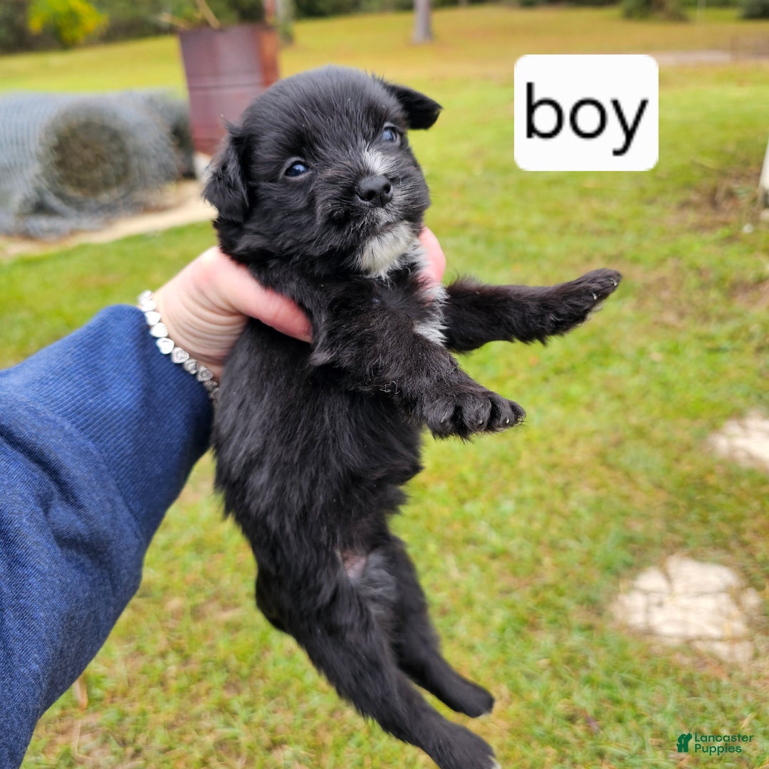 Mixed Breed dogs for sale: Puppy 2 - Ad 1