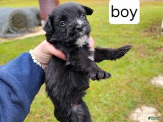 Mixed Breed dogs Puppy 2 - Ad 5