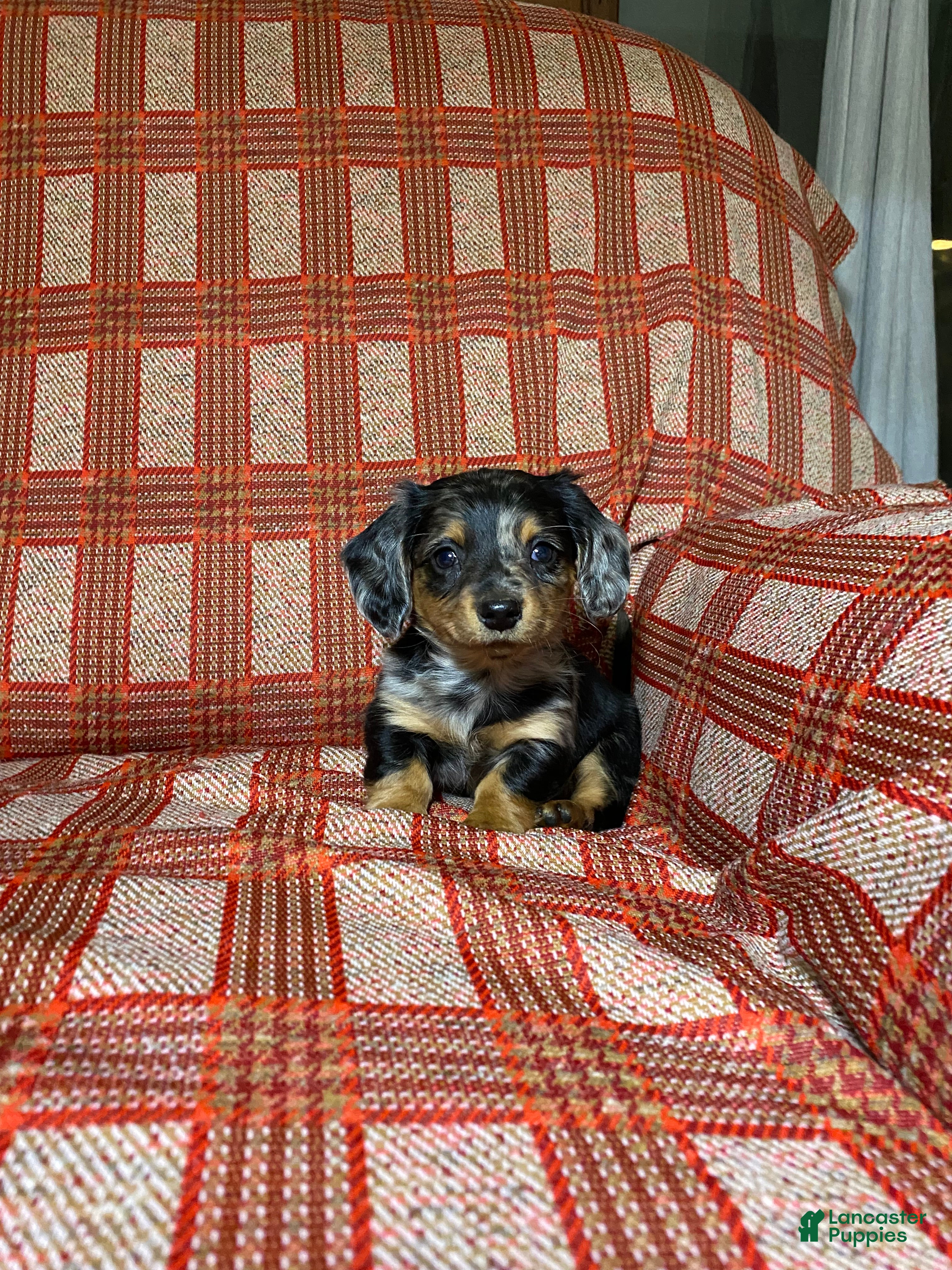 Miniature Dachshund dogs Miniature Dachshund Puppy 1 - Ad 5