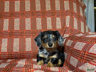 Miniature Dachshund dogs Miniature Dachshund Puppy 1 - Ad 7