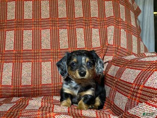 Miniature Dachshund dogs Miniature Dachshund Puppy 1 - Ad 33