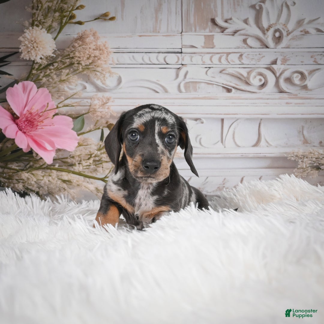 Miniature Dachshund dogs for sale: Phoenix-AKC - Ad 12