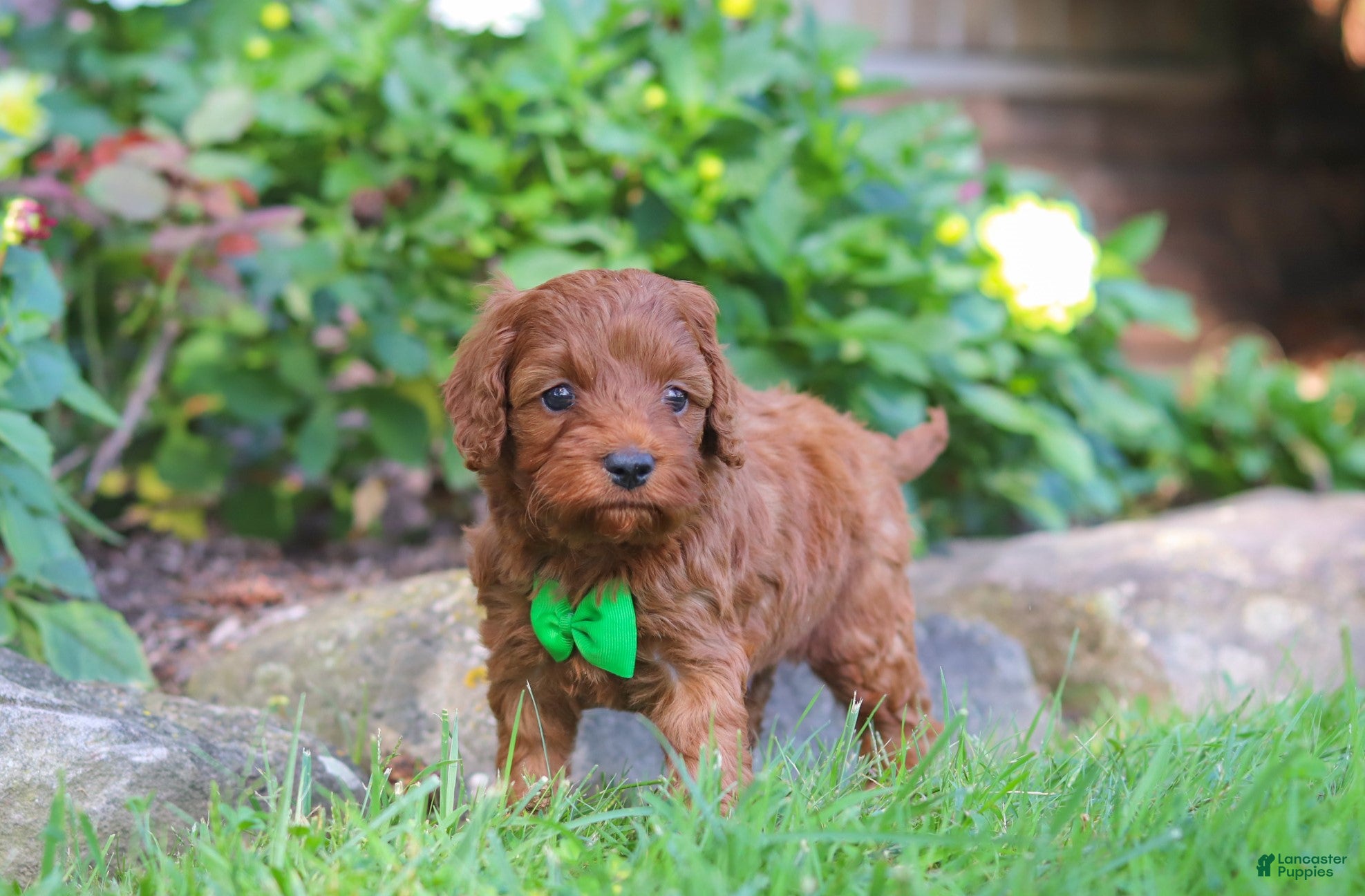 Cockapoo dogs Rusty - Ad 2