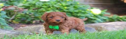 Cockapoo dogs for sale: Rusty - Ad 2