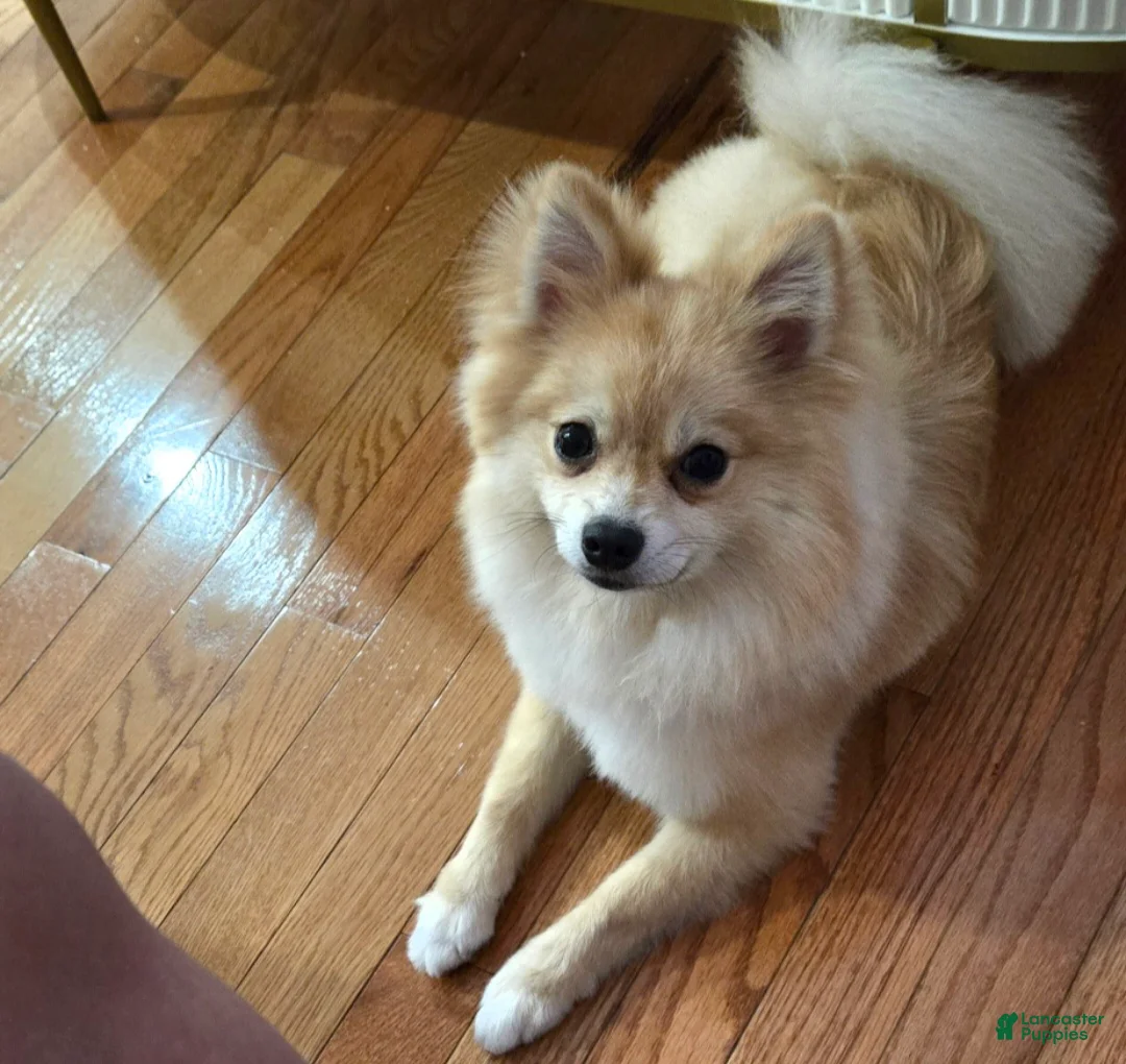 Pomeranian dogs for sale: Pomeranian  - Ad 2