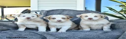 Miniature Australian Shepherd dogs for sale: Corey - Ad 3