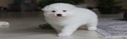 Samoyed dogs for sale: June - Ad 11